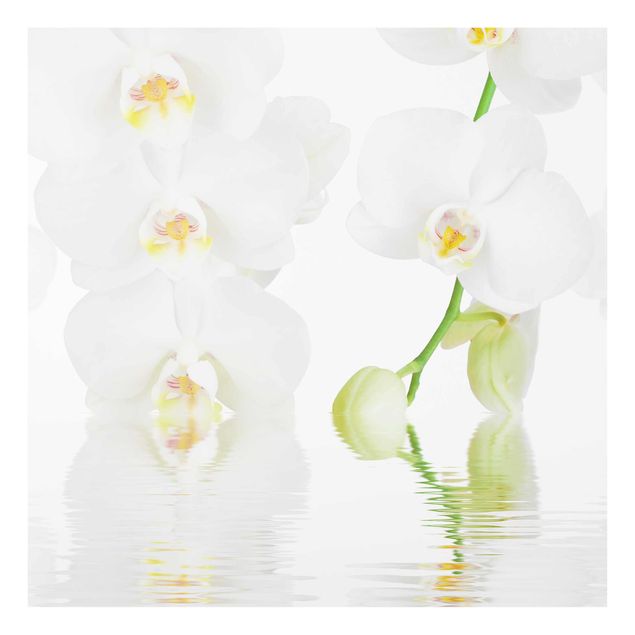 Quadro in vetro - Wellness Orchid - Quadrato 1:1
