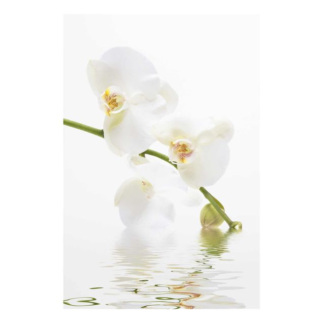 Quadro in vetro - White Orchid Waters - Verticale 2:3