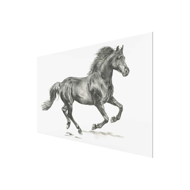 Quadro in vetro - Processo Wild Horse - Stallion - Orizzontale 3:2