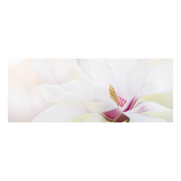 Quadro in vetro - Delicate Magnolia Blossom - Panoramico