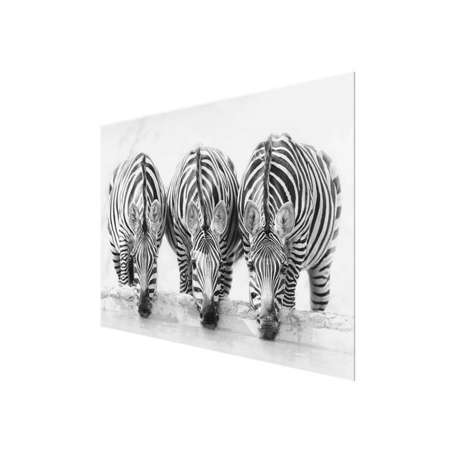 Quadro in vetro - Zebra Trio in bianco e nero - Large 3:4