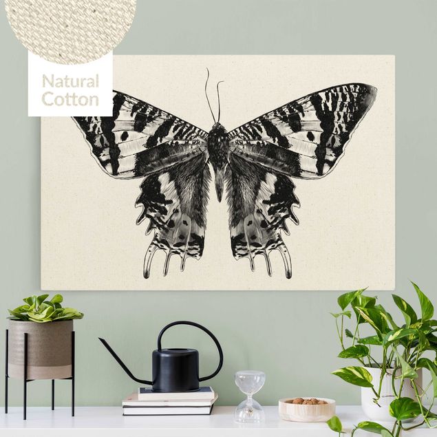 Quadri con farfalle Illustrazione Farfalla volante del Madagascar