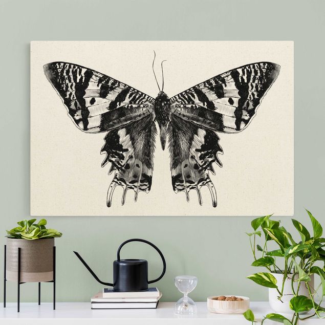 quadri con animali Illustrazione Farfalla volante del Madagascar
