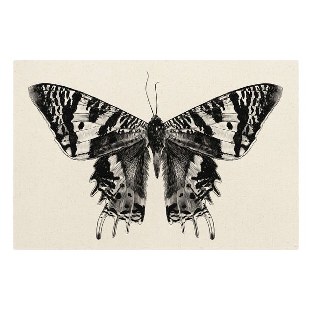 Stampa su tela Illustrazione Farfalla volante del Madagascar