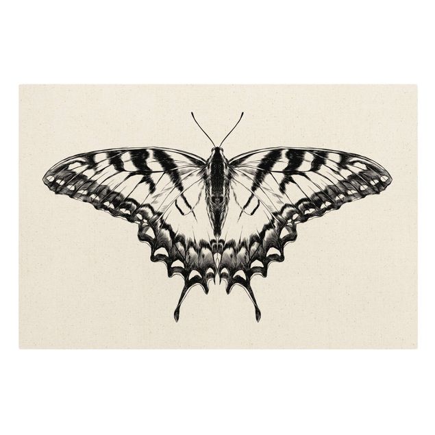 Stampe su tela Illustrazione Coda di rondine volante nera