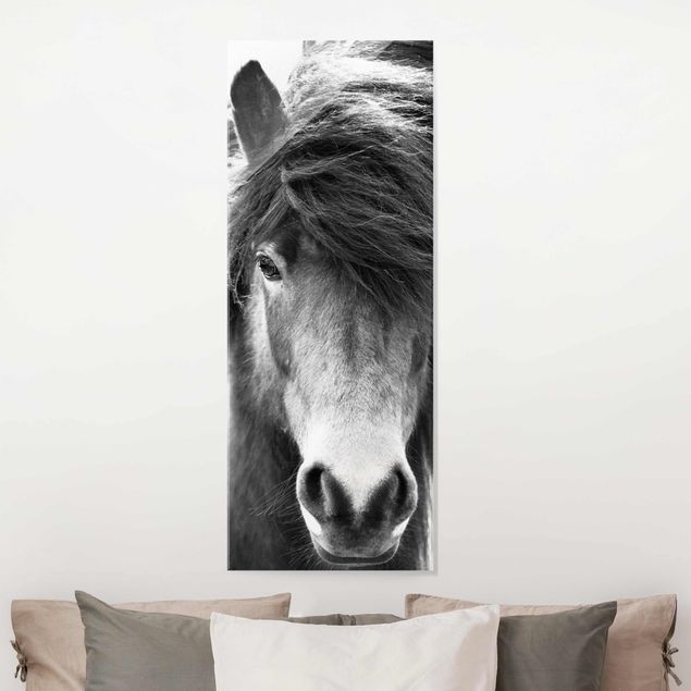 stampe animali Cavallo islandese in bianco e nero
