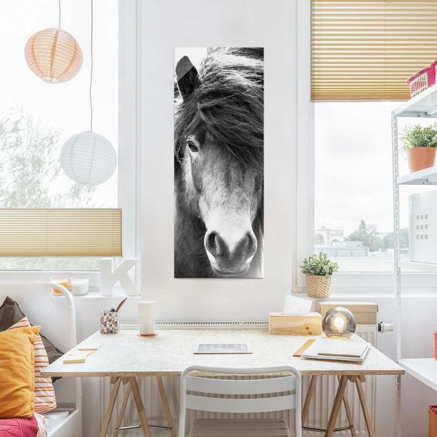 Quadro in vetro - Cavallo d'Islanda in bianco e nero