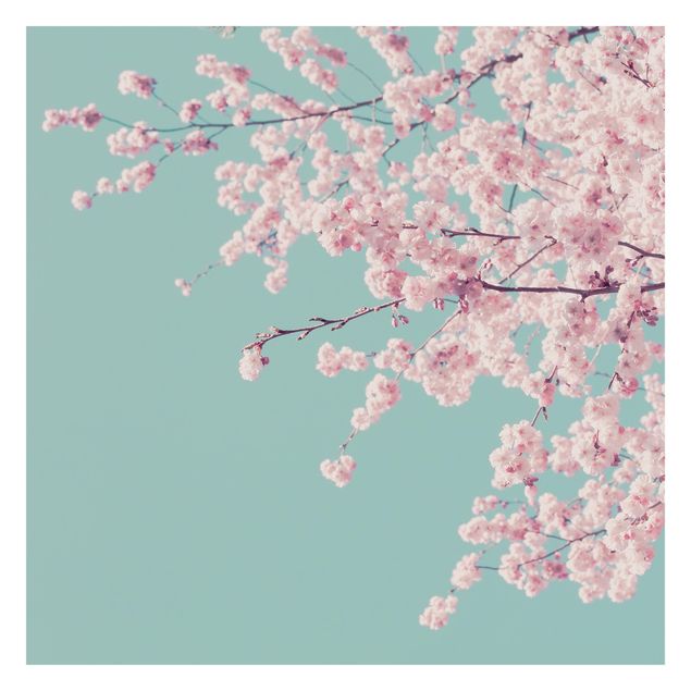 Carta da parati - Fiore di ciliegio giapponese