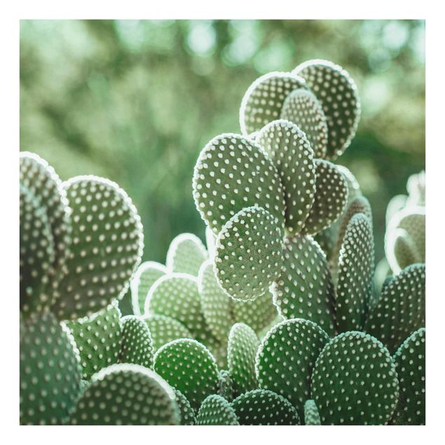 Quadro in vetro - Cactus