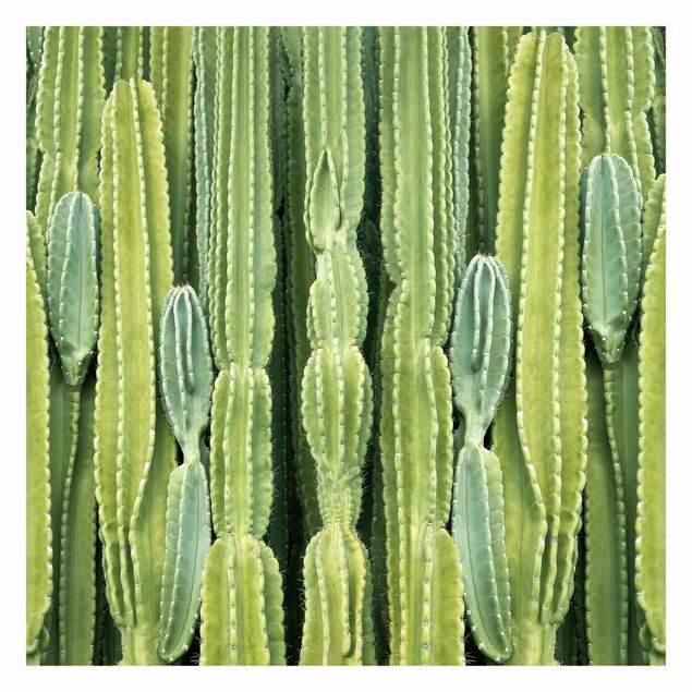 Carta da parati - Cactus Wall