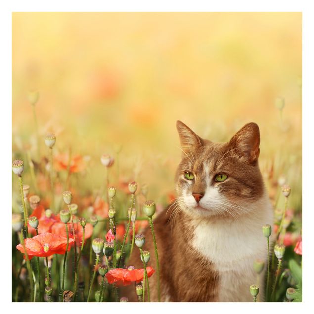 Carta da parati - Cat In Poppy Field