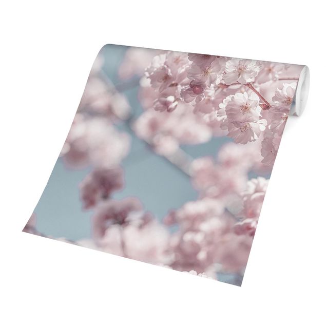 Carta da parati - Festa di fiori di ciliegio