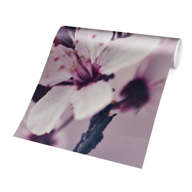 Carta da parati - Ramo di fiori di ciliegio in rosa antico