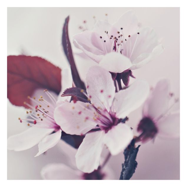 Carta da parati - Ramo di fiori di ciliegio in rosa antico