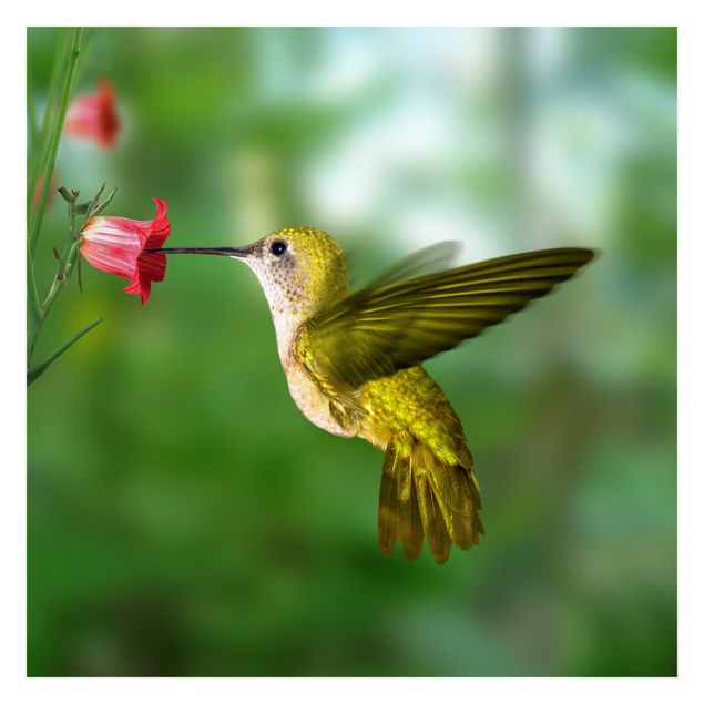 Carta da parati - Hummingbird And Blossom
