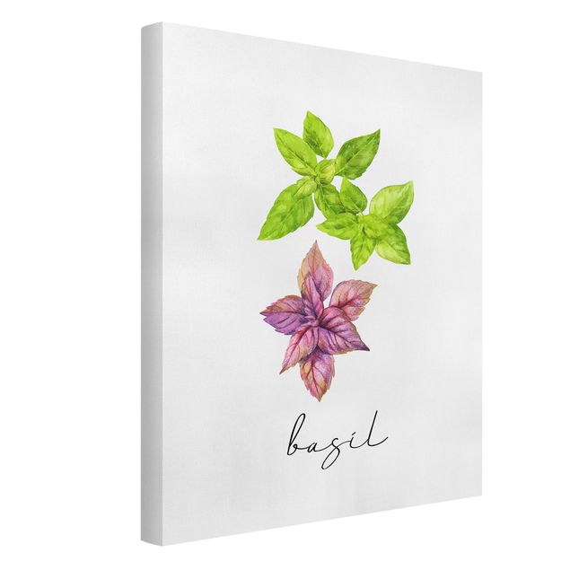Quadro su tela - Illustrazione di erbe aromatiche basilico