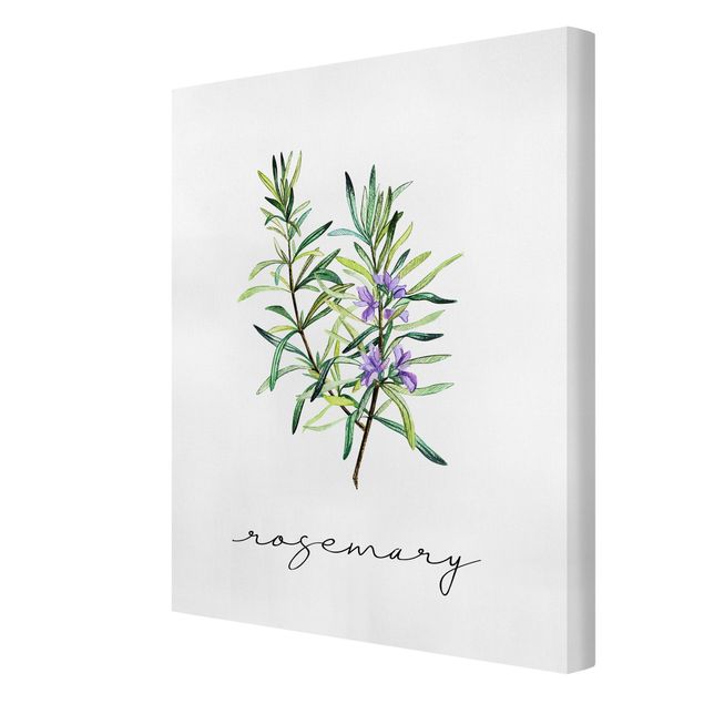 Quadro su tela - Illustrazione di erbe aromatiche rosmarino