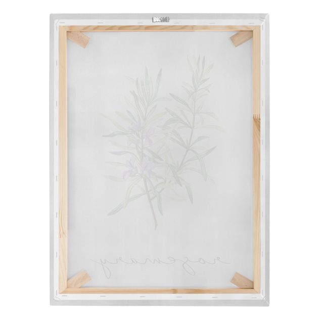 Quadro su tela - Illustrazione di erbe aromatiche rosmarino