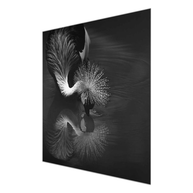 Quadro in vetro - Inchino di una gru coronata in bianco e nero