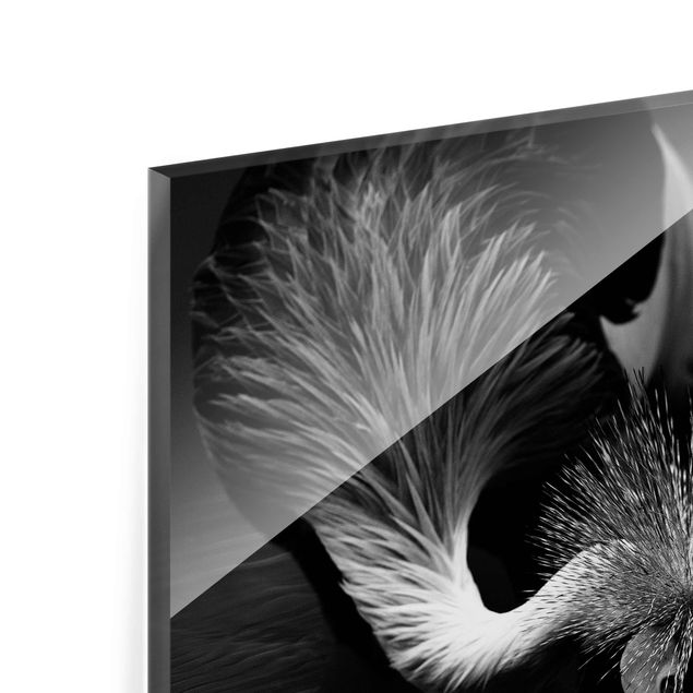 Quadro in vetro - Inchino di una gru coronata in bianco e nero