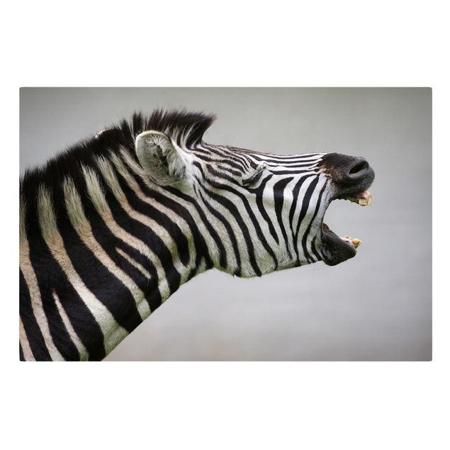 Stampe su tela Zebra ruggente