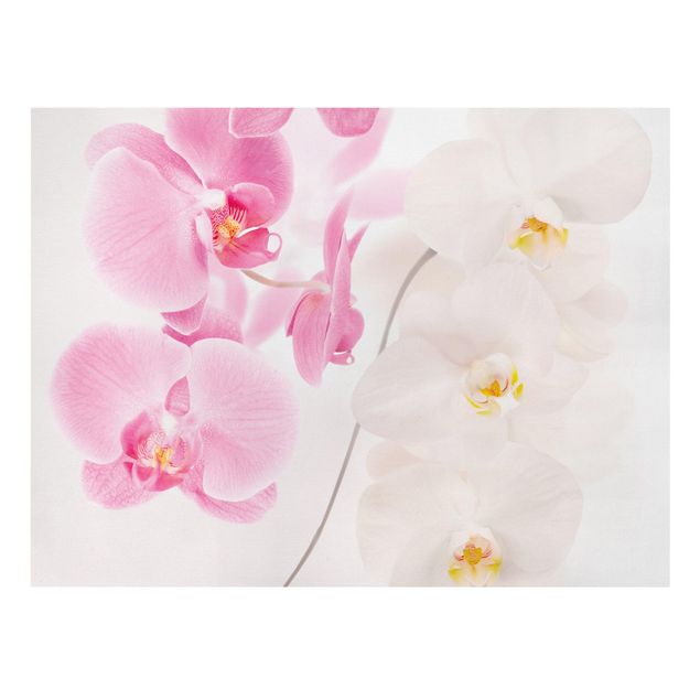 Stampa su tela - Delicate Orchids - Orizzontale 4:3