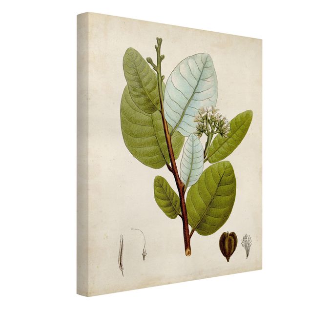 Quadri su tela Poster con piante caducifoglie
