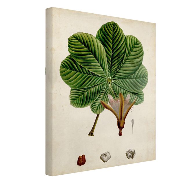 Stampe su tela Poster con piante caducifoglie II