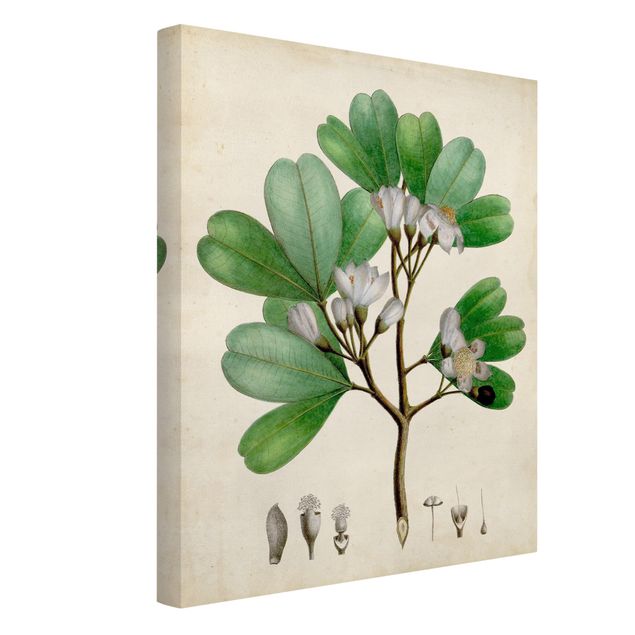 Stampa su tela Poster con piante caducifoglie III