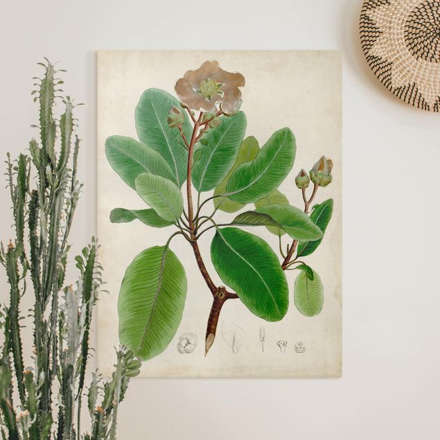 Riproduzioni su tela Poster con piante caducifoglie VI