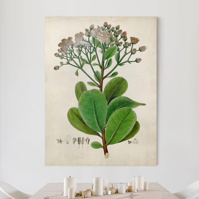 Stampe su tela fiori Poster con piante caducifoglie VIII