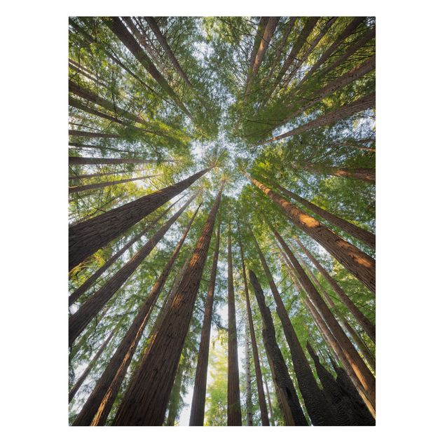 Stampa su tela - Sequoia Tree Crowns Worm'S-Eye View - Verticale 3:4