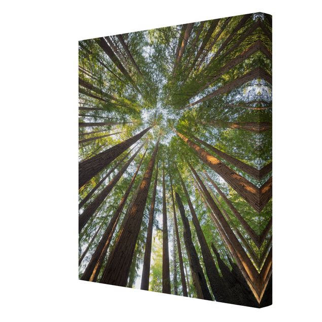 Stampa su tela - Sequoia Tree Crowns Worm'S-Eye View - Verticale 3:4