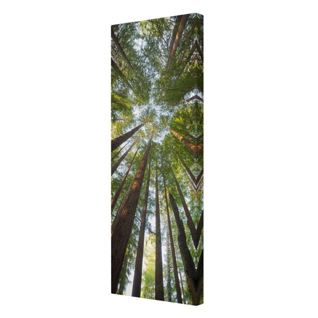 Stampa su tela - Sequoia Tree Tops - Pannello