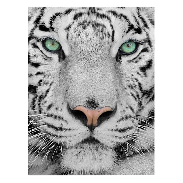 Quadro su tela animali Tigre bianca