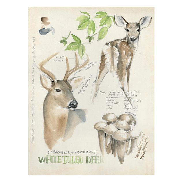 Riproduzioni su tela quadri famosi Diario della natura selvaggia - Cervo