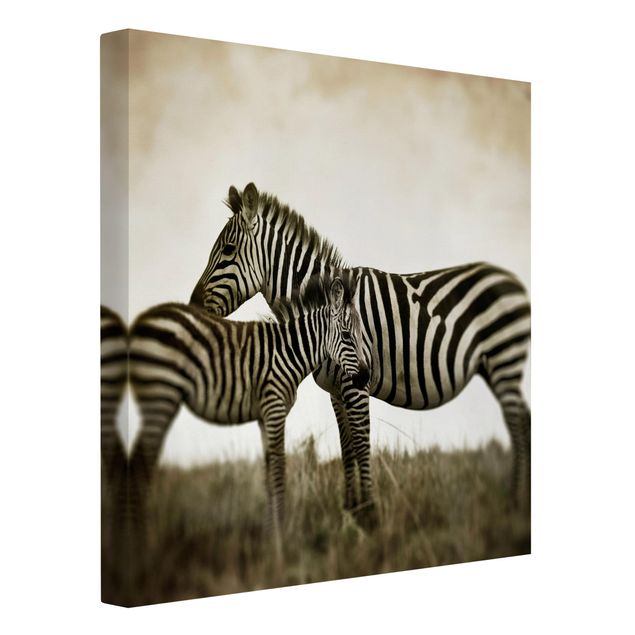 Stampe su tela animali Coppia di zebre