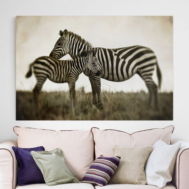 stampe animali Coppia di zebre