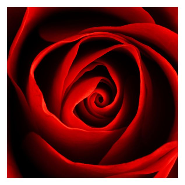 Carta da parati - Lovely Rose