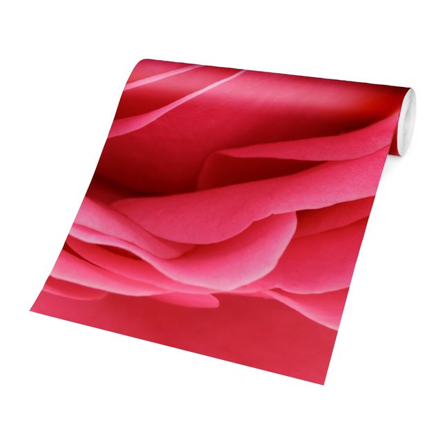 Carta da parati - Lustful Pink Rose