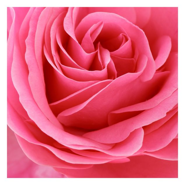 Carta da parati - Lustful Pink Rose