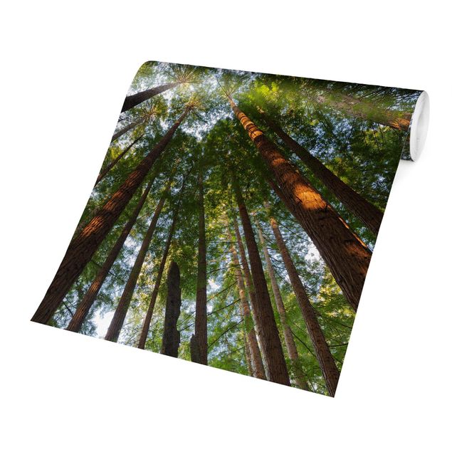 Carta da parati - Sequoia treetops