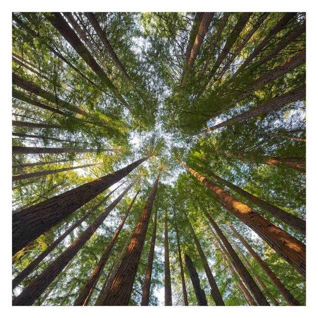 Carta da parati - Sequoia treetops