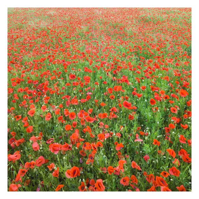 Carta da parati - Field of Poppies