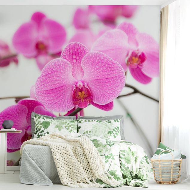 Carta da parati - Close up orchid