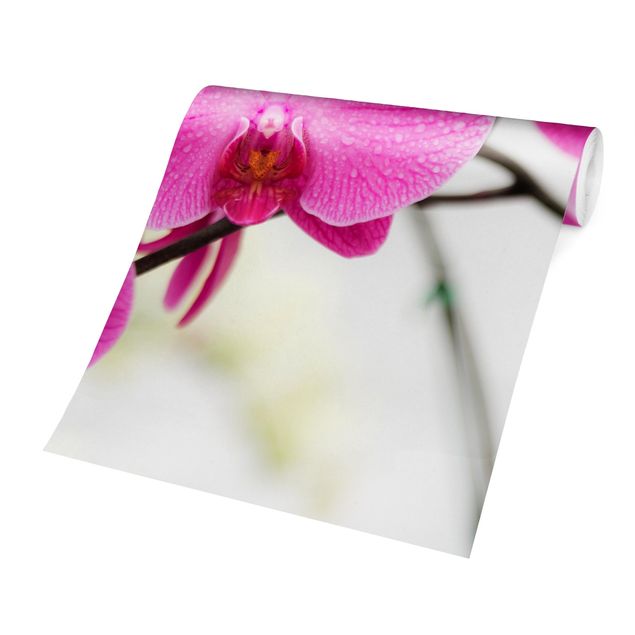 Carta da parati - Close up orchid