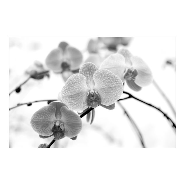Carta da parati - Dettaglio di orchidea in bianco e nero
