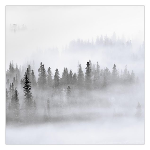 Carta da parati  - Nebbia nel bosco di abeti in bianco e nero