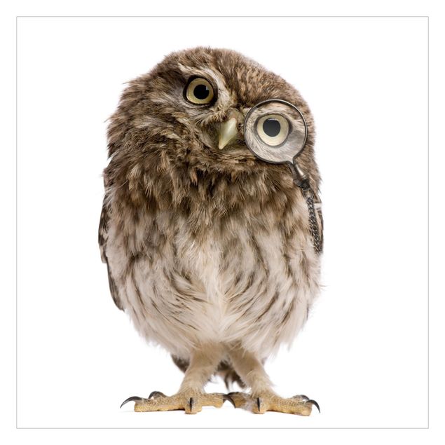 Carta da parati - Curious Owl