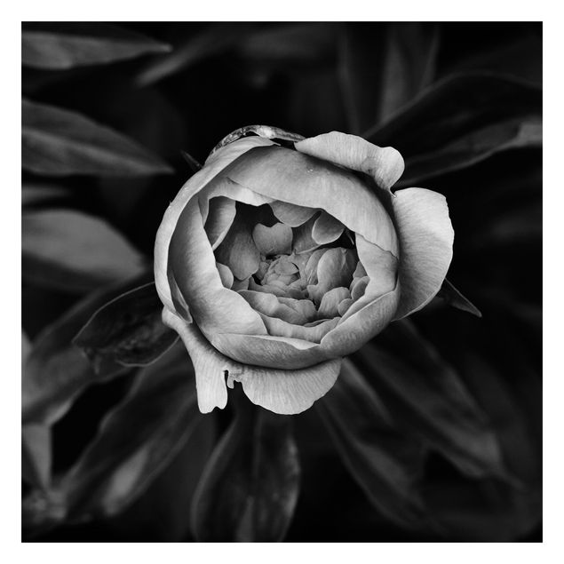 Carta da parati - Peonie in fiore su foglie in bianco e nero